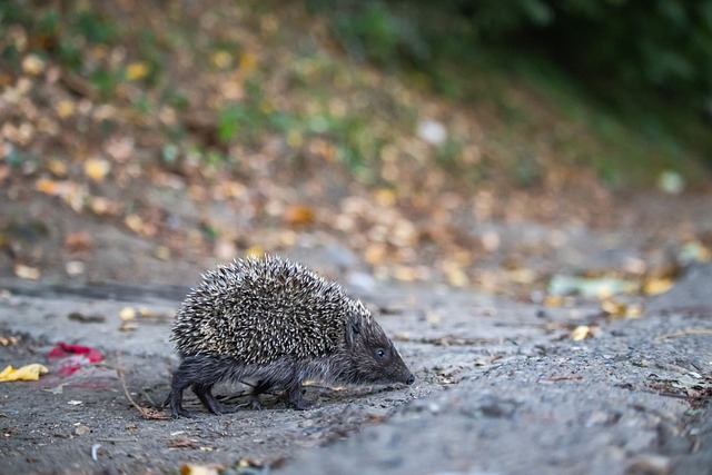 快船不仅需 快船不仅需