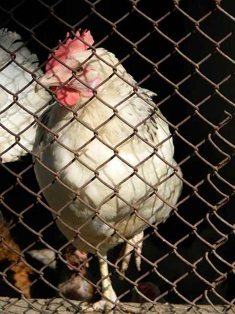 幻的夏天 幻的夏天